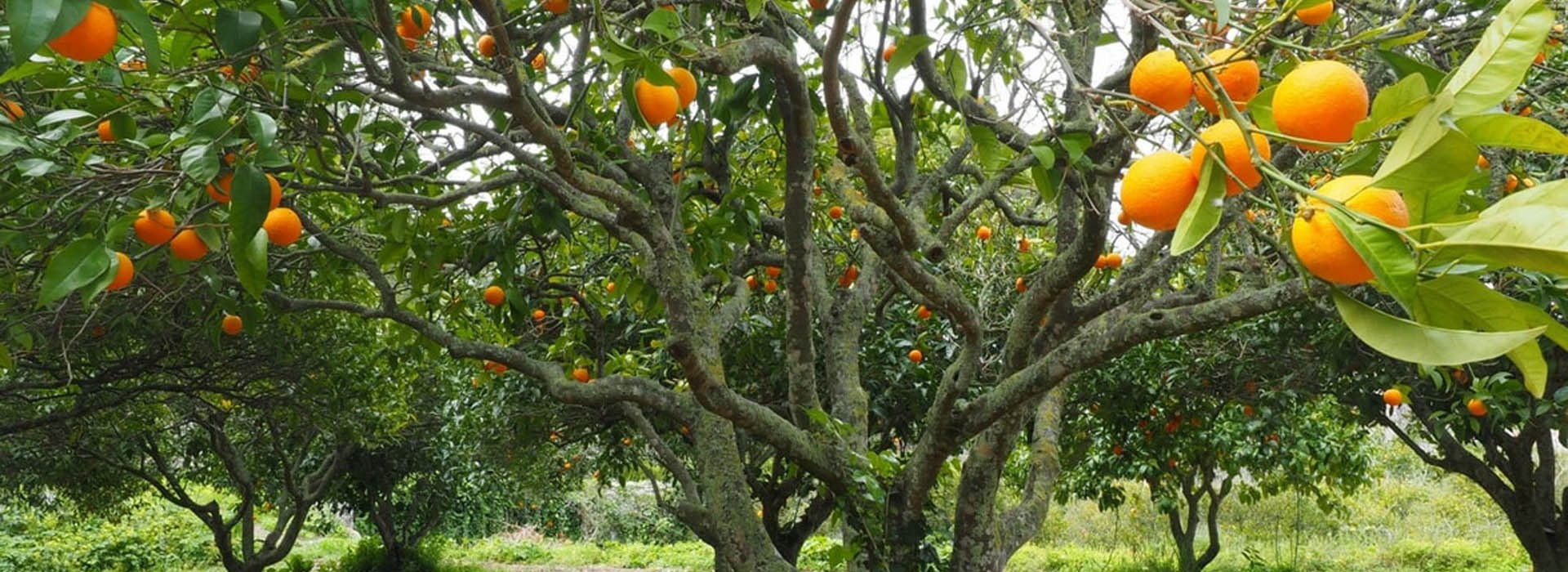 Visiter La vallée des orangers - Madagascar