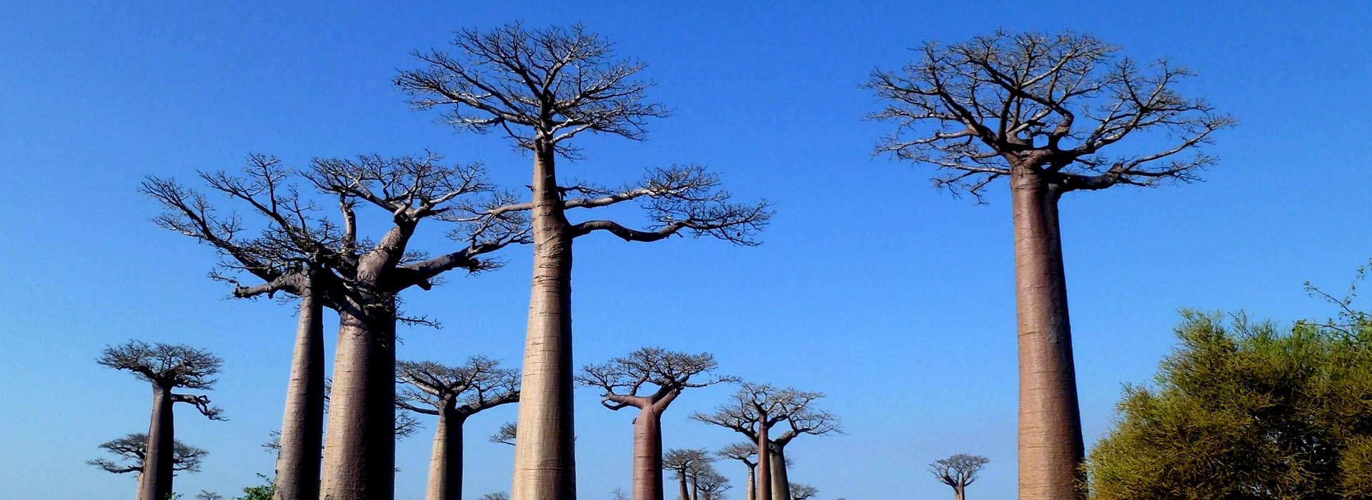 Visiter Morondava - Madagascar