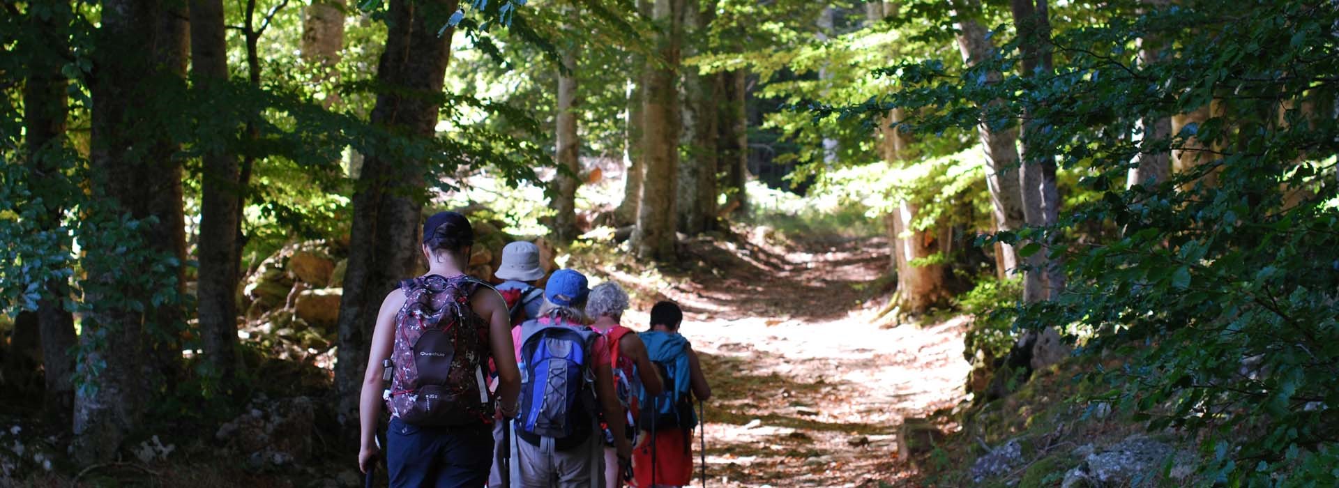 Visiter La forêt des écrivains combatants - Occitanie