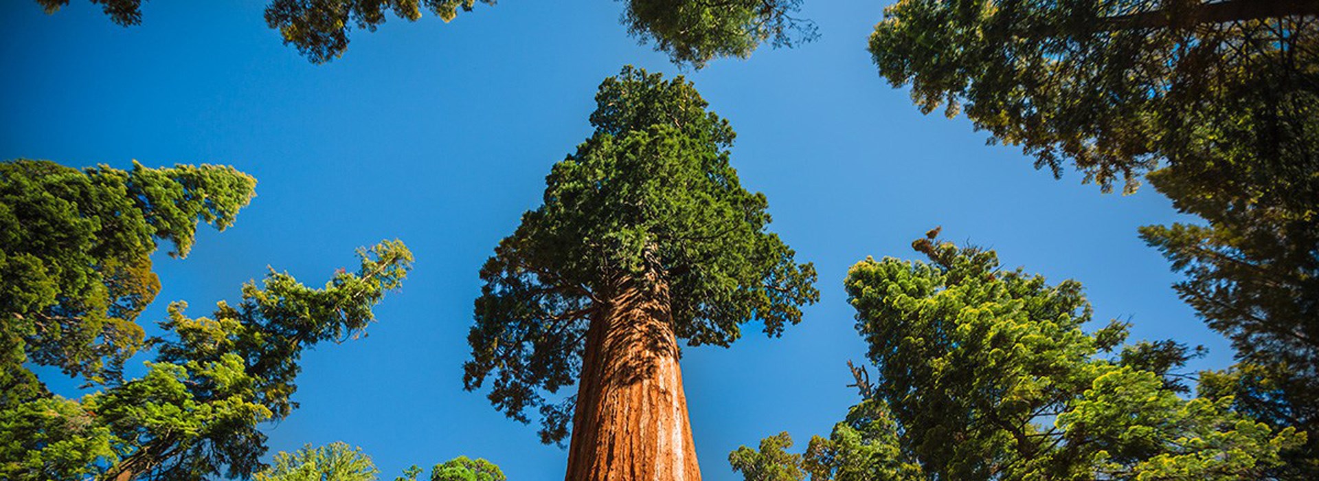 Visiter Le parc national de Sequoia - Etats-Unis