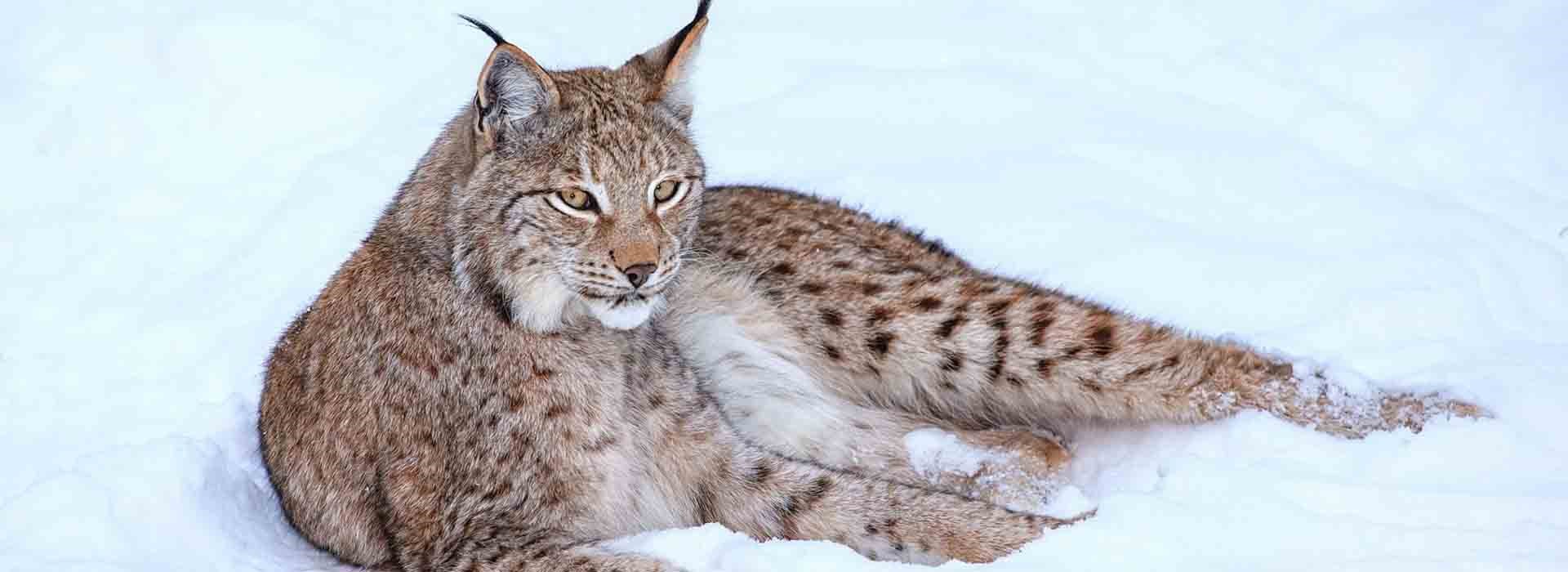 Visiter Le zoo de Ranua - Laponie