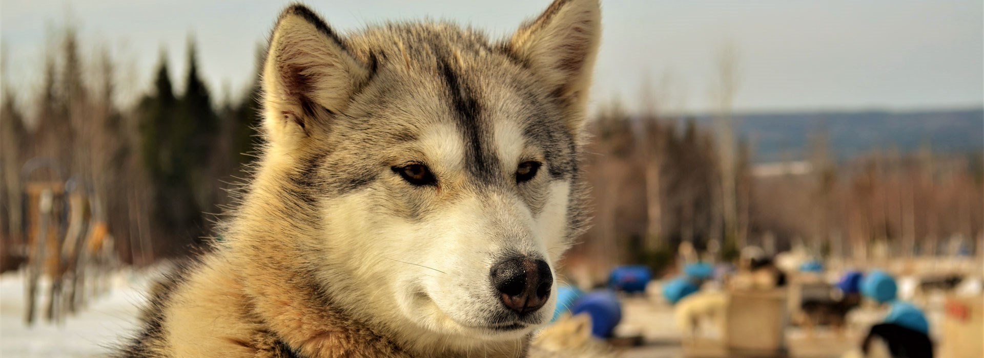 Visiter Le Quebec en cani-randonnée - Canada