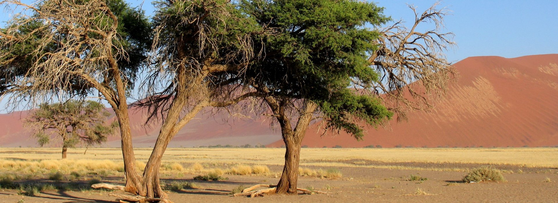 Visiter Le parc national de Namib Naukluft - Namibie