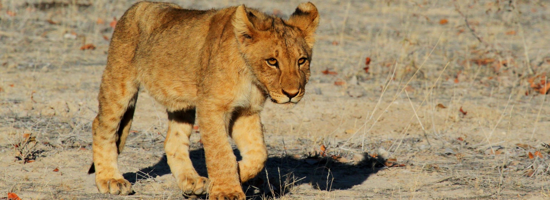 Visiter Le parc national d'Etosha - Namibie