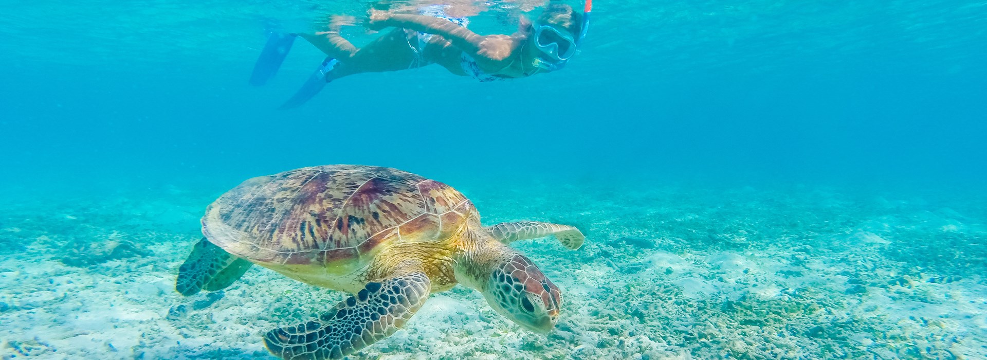 Visiter La Réserve naturelle du Grand Cul-de-Sac Marin - Guadeloupe