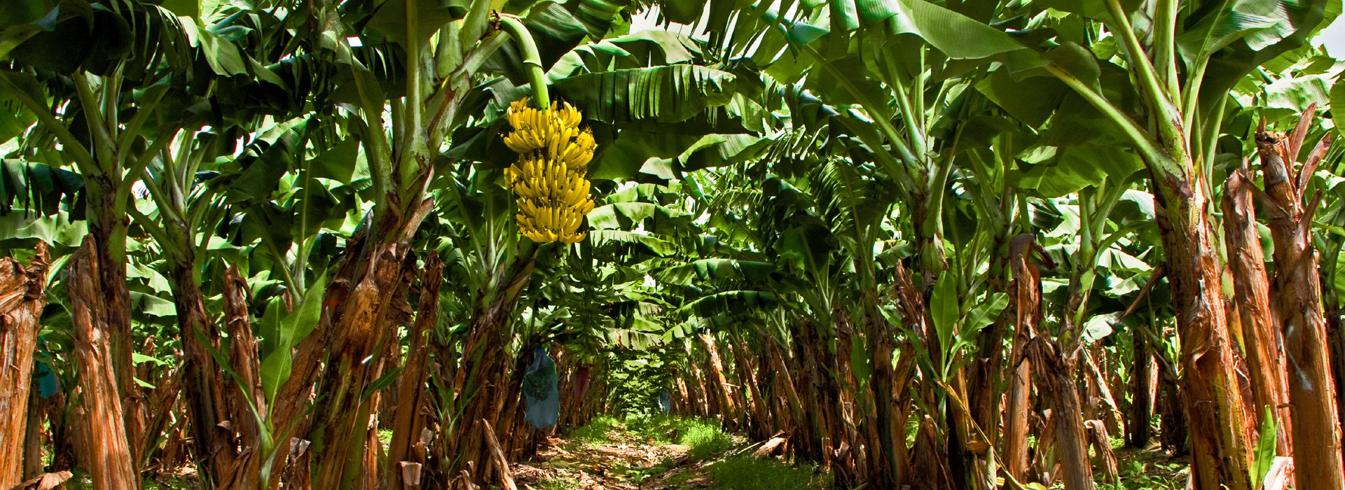 Visiter Capesterre - Guadeloupe