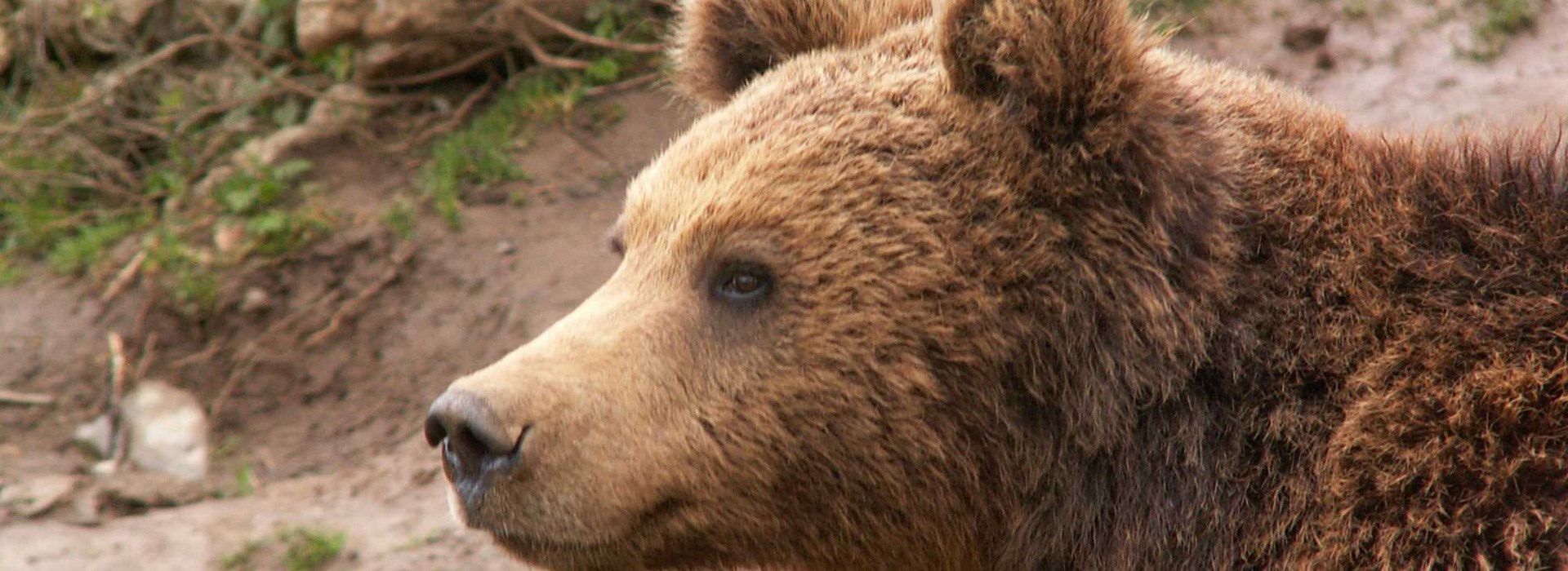 Visiter Le refuge des ours de Kuterevo - Croatie