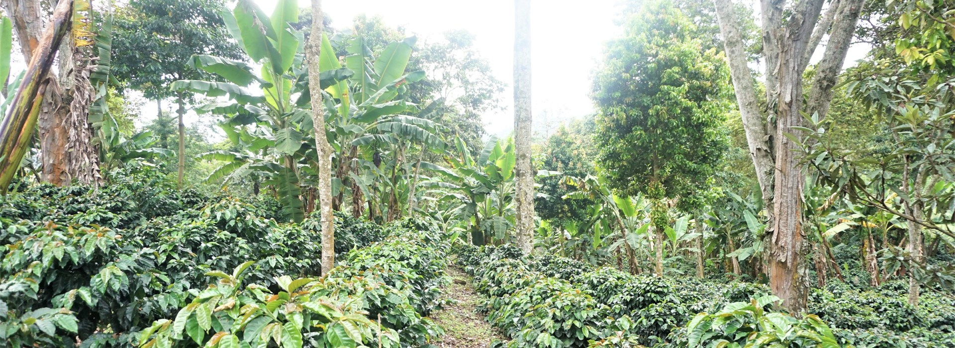 Visiter La région du café - Colombie