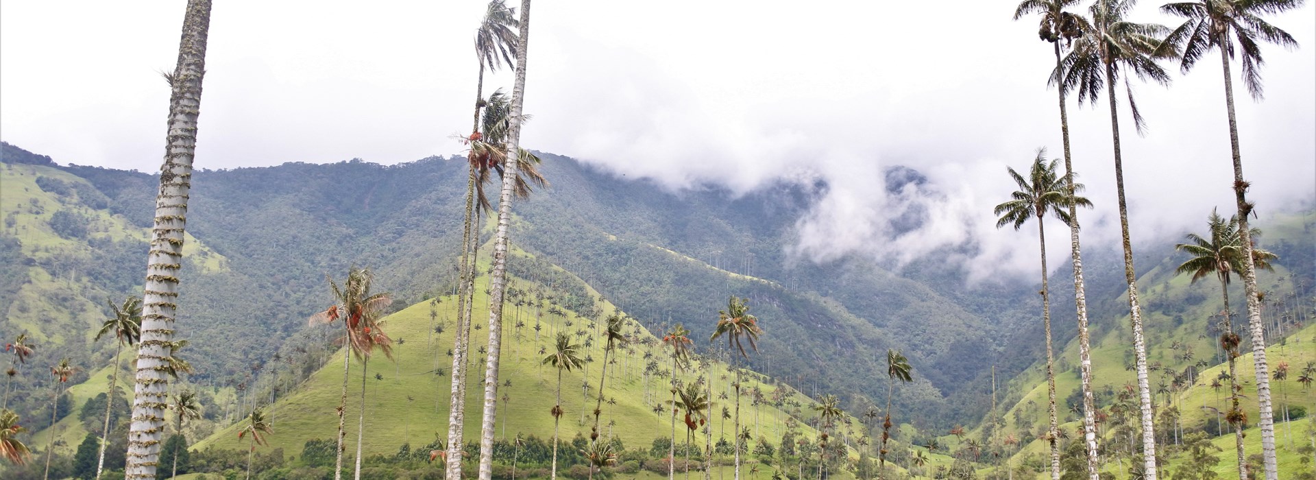 Visiter La vallée de Cocora - Colombie