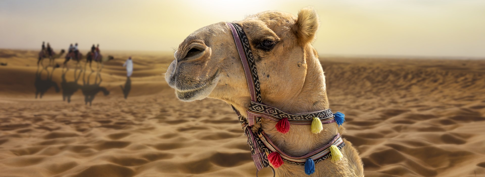 Visiter Le désert d'Emirati - Emirats Arabes Unis