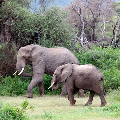 que faire en Tanzanie : visiter Le Parc National du Lac Manyara