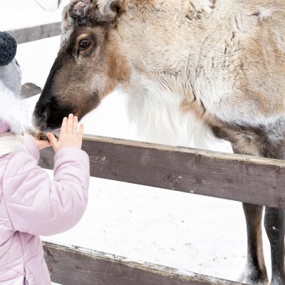 que faire en Laponie : visiter La Laponie à la rencontre des rennes