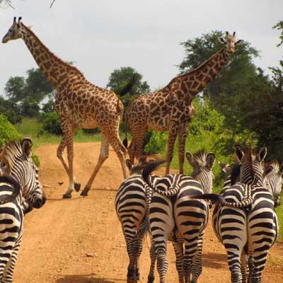 que faire en Tanzanie : visiter Le Parc National du Tarangire