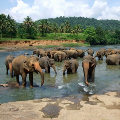que faire au Sri Lanka : visiter Pinnawala