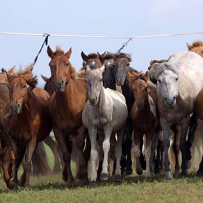 que faire en Mongolie : visiter Le Parc National de Khogno Khan 