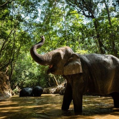 que faire au Cambodge : visiter Le sanctuaire pour éléphants