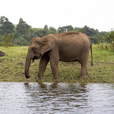 que faire en Inde : visiter La réserve naturelle de Thekkady