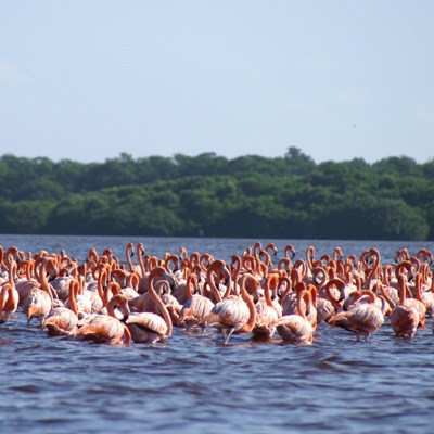 que faire au Mexique : visiter Le Parc Naturel de Rio Lagartos