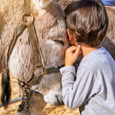 que faire au Montenegro : visiter La ferme aux ânes de Martinici