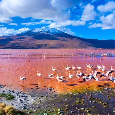 que faire en Bolivie : visiter La Laguna Colorada