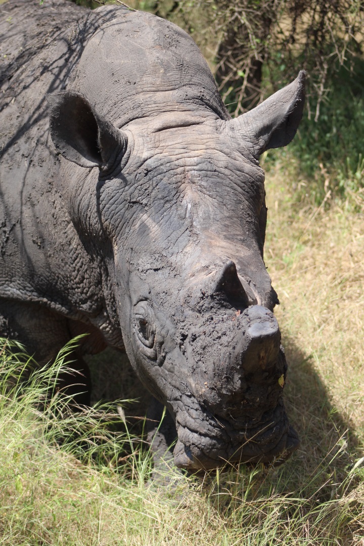 Sénégal - La Réserve de Bandia