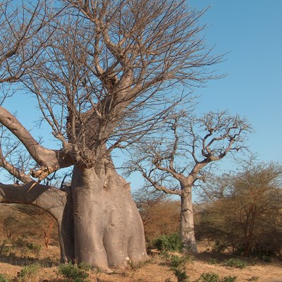 que faire au Sénégal : visiter La Réserve de Bandia