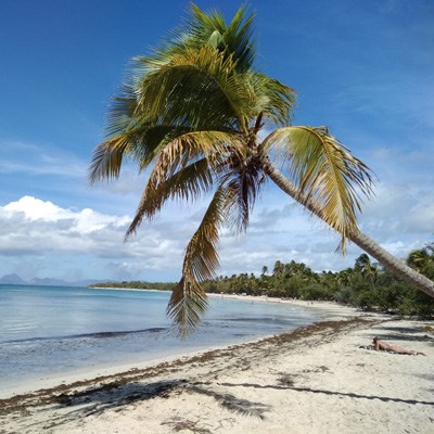 que faire en  Martinique : visiter La Plage de Grande Anse des Salines