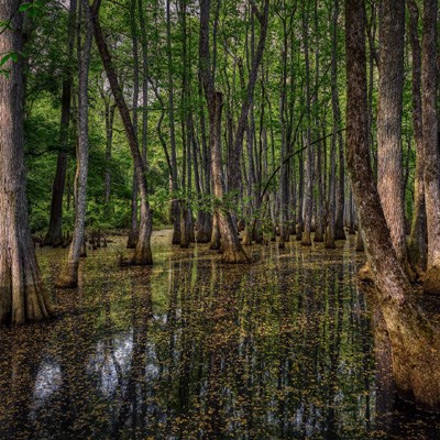 que faire aux Etats-Unis : visiter Natchez