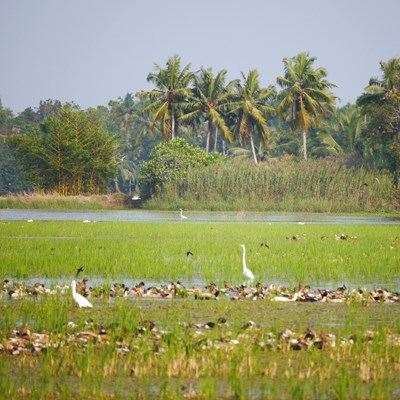 que faire en Inde : visiter Alleppey