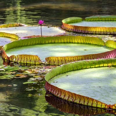 que faire au Brésil : visiter Le lac Janauari