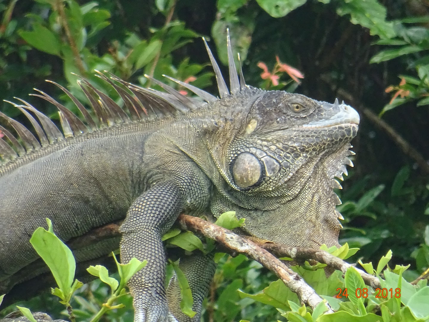 Visiter Le parc national de Tortuguero - Costa Rica