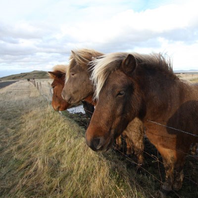 que faire en Islande : visiter Laugarbakki