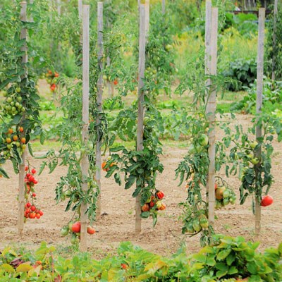 que faire en Occitanie : visiter Jeu de piste au potager 