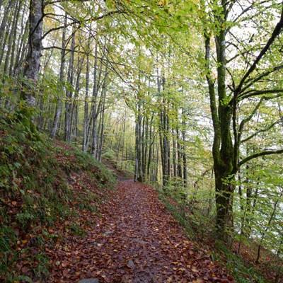 que faire en Nouvelle-Aquitaine : visiter La Forêt d'Iraty