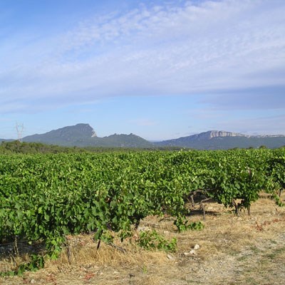 que faire en Occitanie : visiter Les caves du Pic Saint Loup