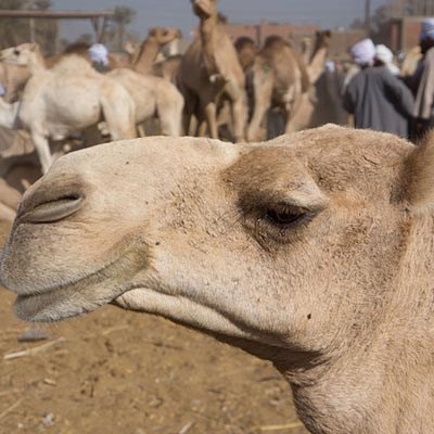 que faire en Egypte : visiter Le Marché de Daraw