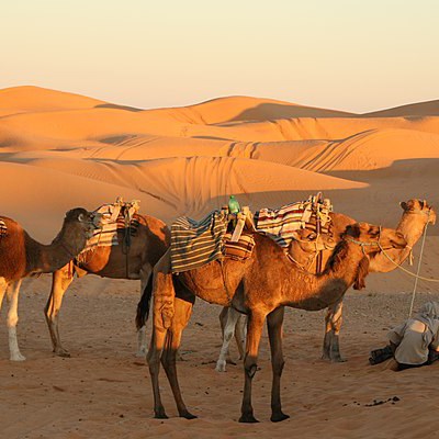 que faire en Tunisie : visiter L'Oasis de Ksar-Ghilane