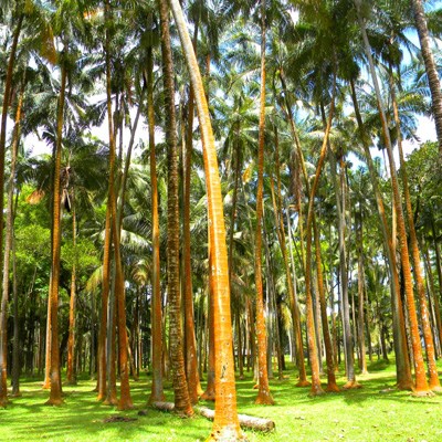 que faire à l' Ile de la Reunion : visiter L'Anse des cascades