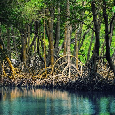 que faire en  République Dominicaine : visiter Le Parc National de Los Haïtises