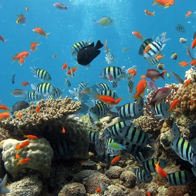 que faire à Rodrigues : visiter La Randonnée Aquatique