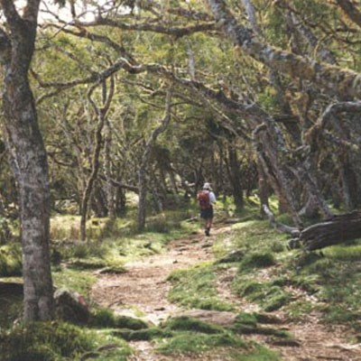 que faire à l' Ile de la Reunion : visiter La forêt des tamarins