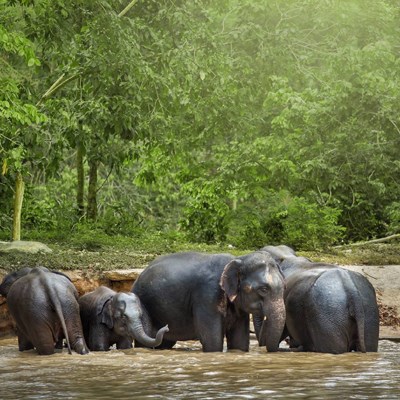 que faire en Thaïlande : visiter Un sanctuaire pour éléphants