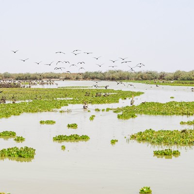 que faire au Sénégal : visiter Djoudj