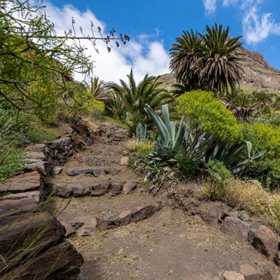 que faire aux Canaries : visiter Le Parc rural du Teno