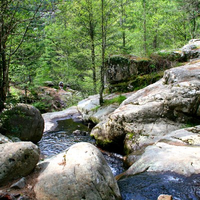 que faire en Corse : visiter la forêt d'Aïtone