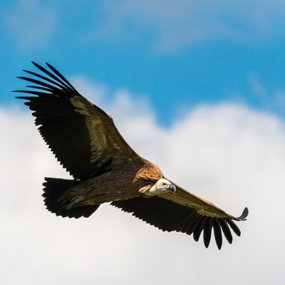 que faire en Occitanie : visiter Les Gorges du Tarn en observant les vautours 