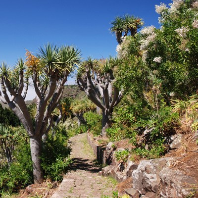 que faire aux Canaries : visiter Le Jardin botanique Viera y Clavijo 