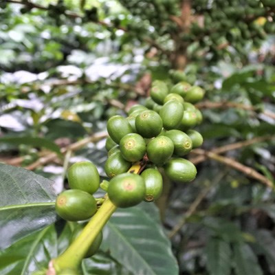 que faire aux Canaries : visiter La Finca de Café de la vallée d’Agaete