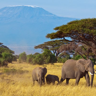 que faire au Kenya : visiter Le parc national d'Amboseli 