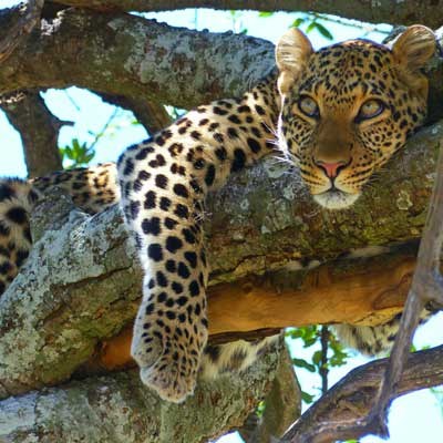 que faire au Kenya - Tanzanie : visiter Serengeti (Tanzanie)